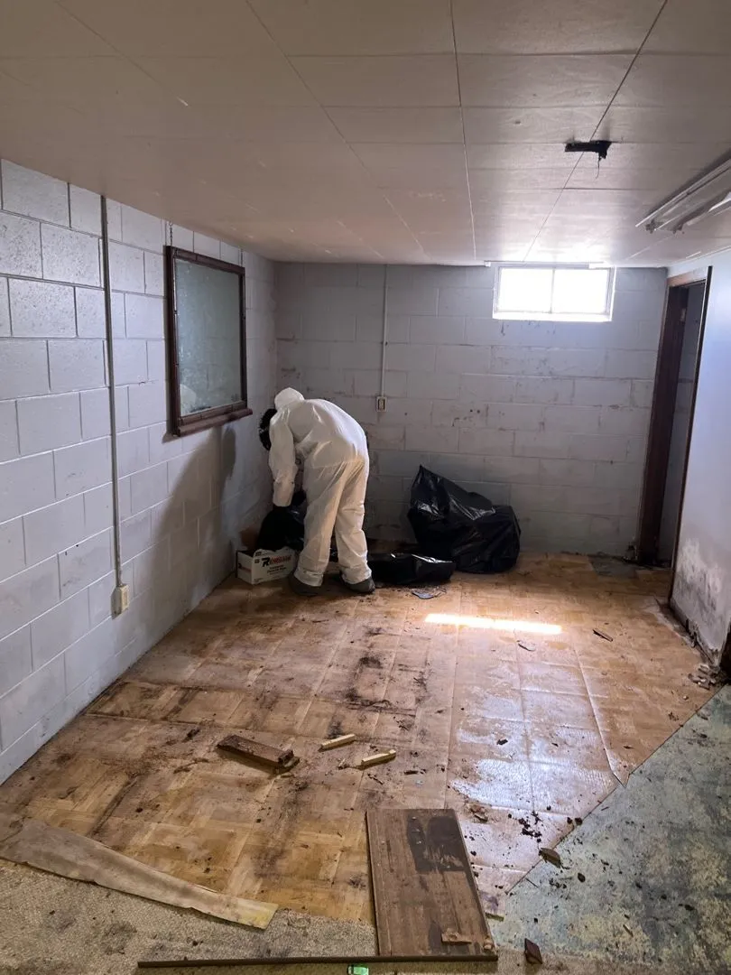 Does Kilz Kill Mold? The Dangers of Painting Over Live Mold